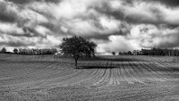 121 - ARBRE DANS LE CHAMP - FRANCES GEORGES - france <div